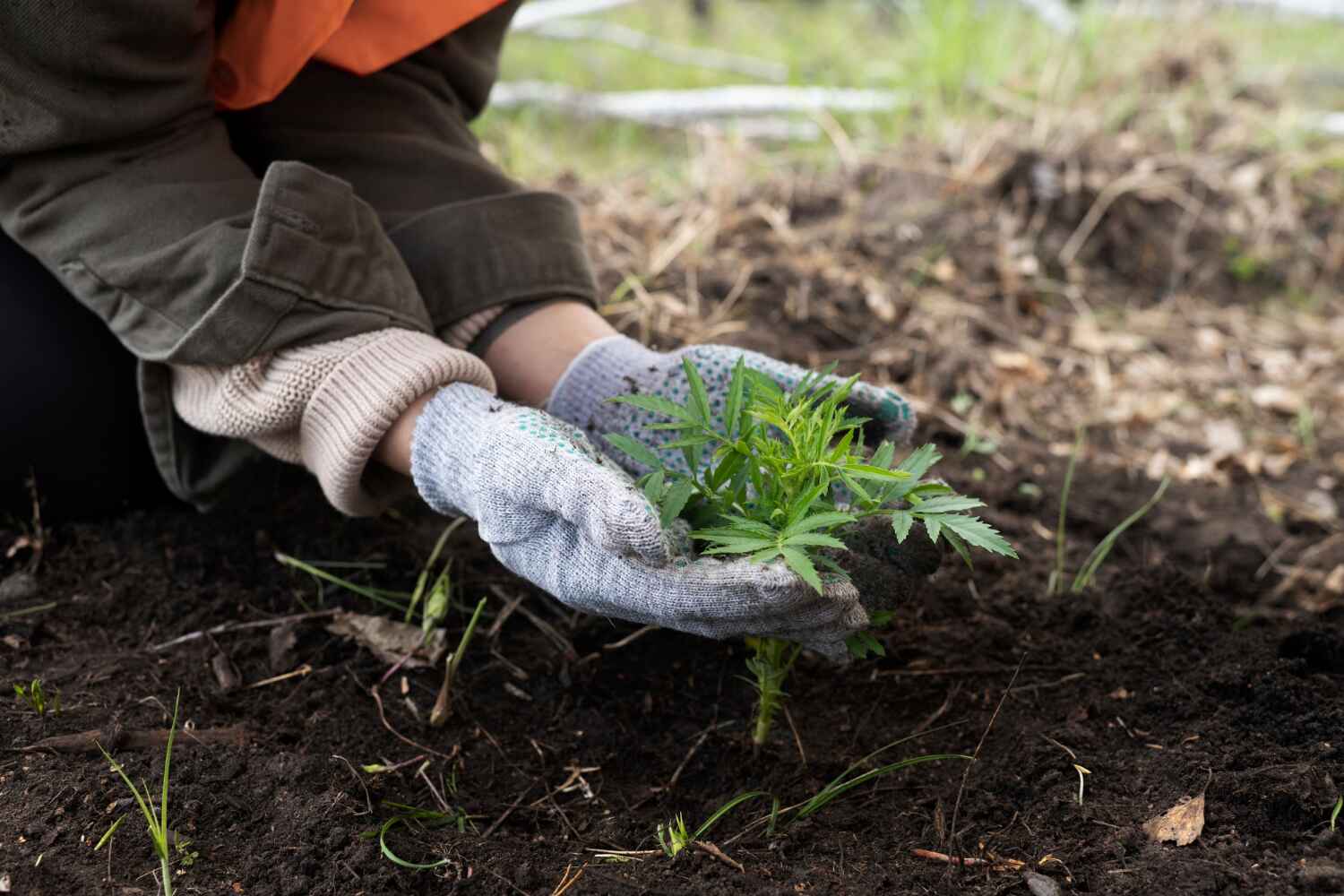 The Steps Involved in Our Tree Care Process in Paisley, FL